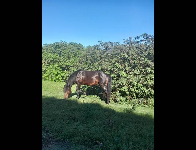 LAND FOR SALE IN HAWSTON